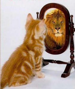 Cat to Lion - Believe